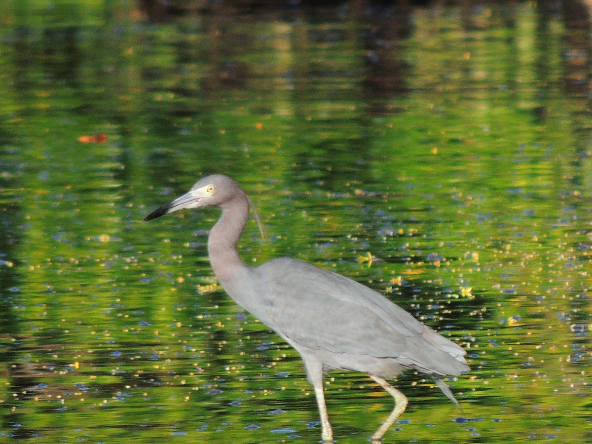 Little Blue Heron - Roger Lambert