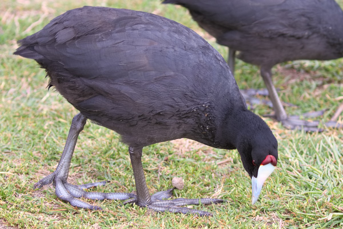 Red-knobbed Coot - Bruce Kerr