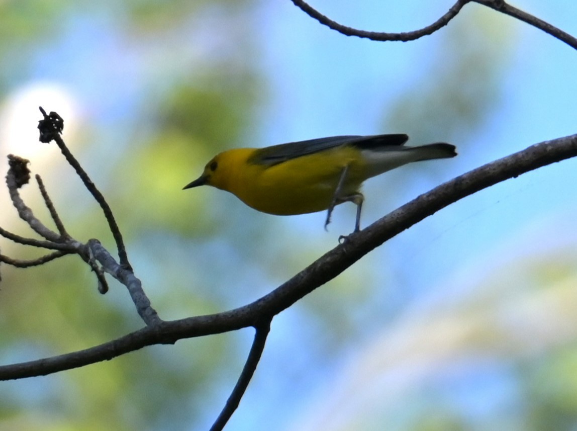 Prothonotary Warbler - Nicolle and H-Boon Lee