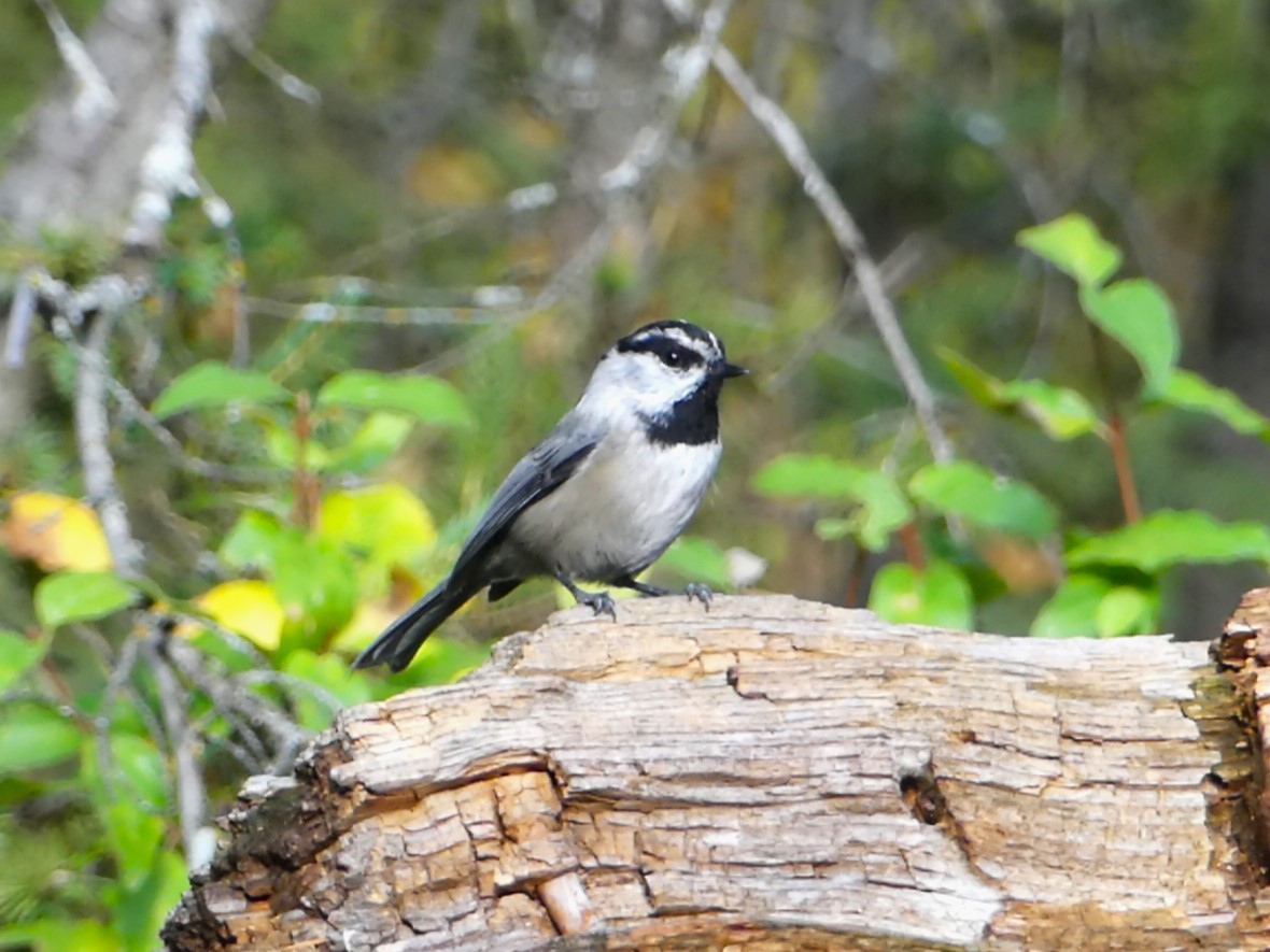 Mountain Chickadee - Michael Klotz