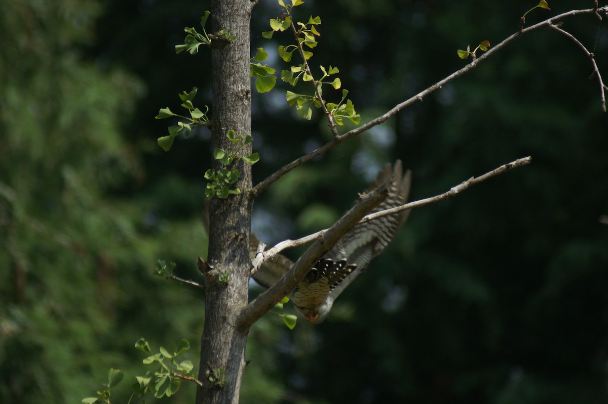 Common Cuckoo - vivy tuan