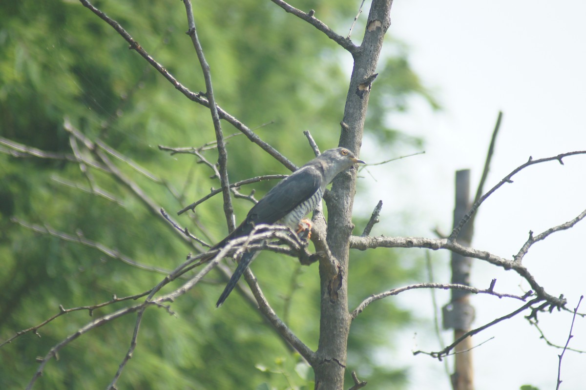 Common Cuckoo - ML619475819