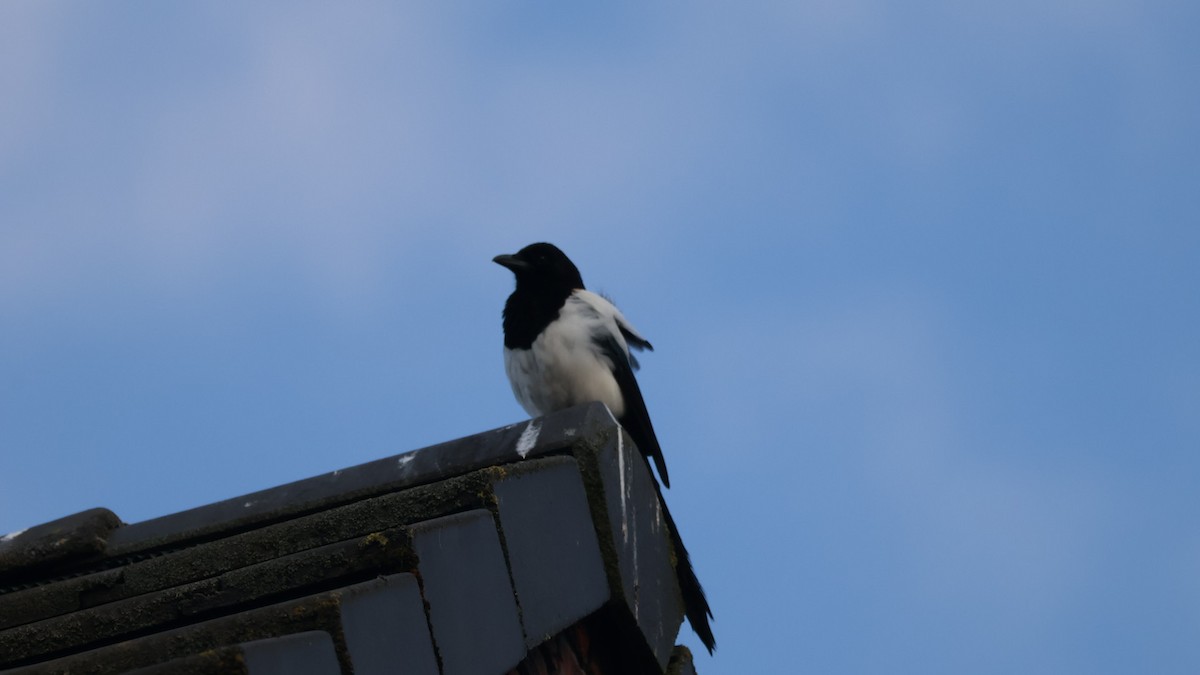 Eurasian Magpie - Gert Meester