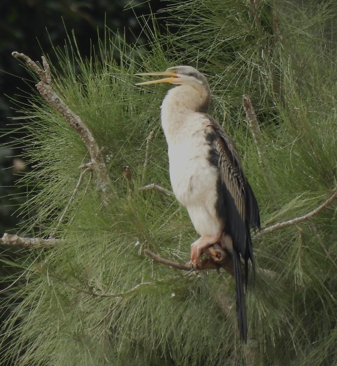 Australasian Darter - Maylene McLeod