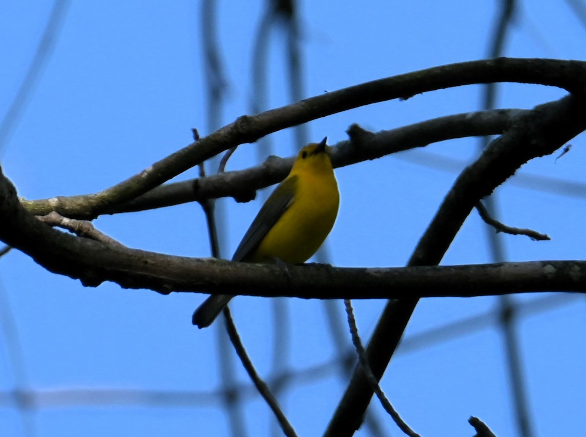 Prothonotary Warbler - Nicolle and H-Boon Lee