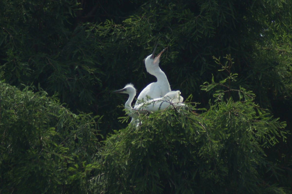 Great Egret - vivy tuan