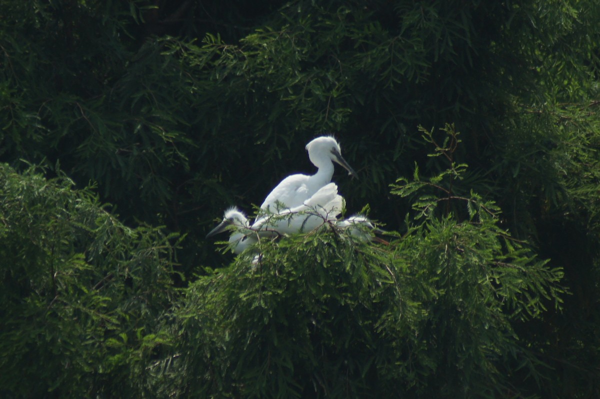 Great Egret - vivy tuan