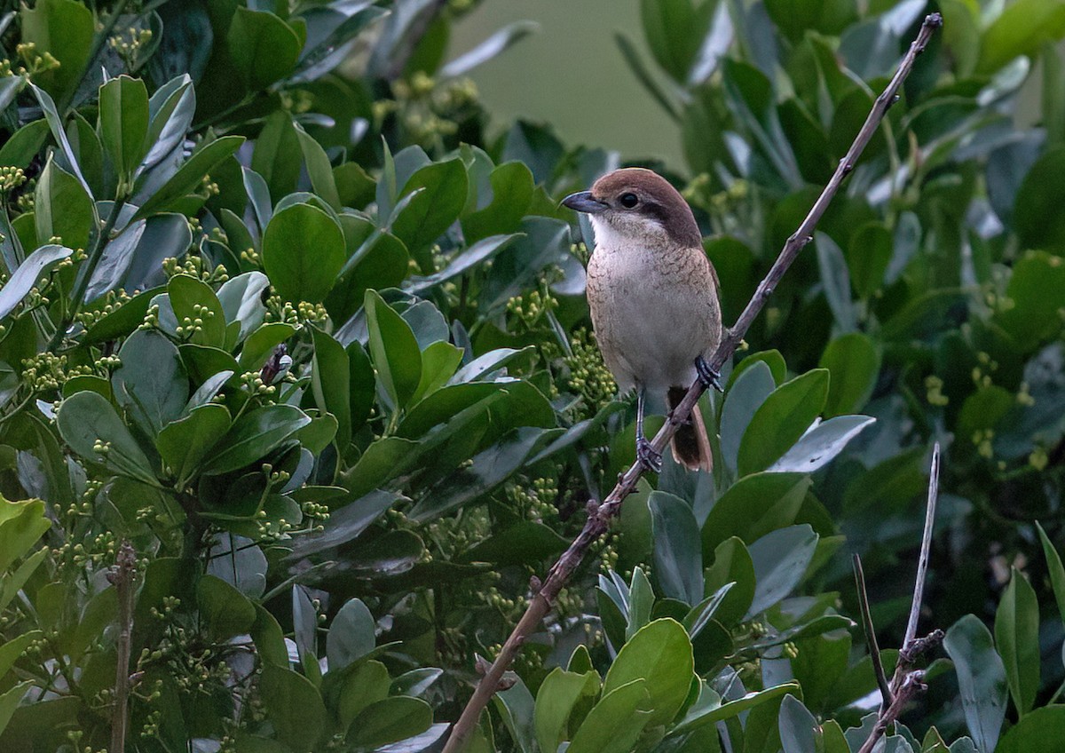 Bull-headed Shrike - 浙江 重要鸟讯汇整