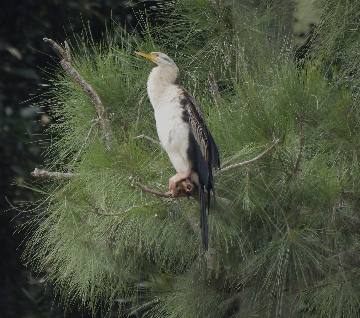 Australasian Darter - Maylene McLeod