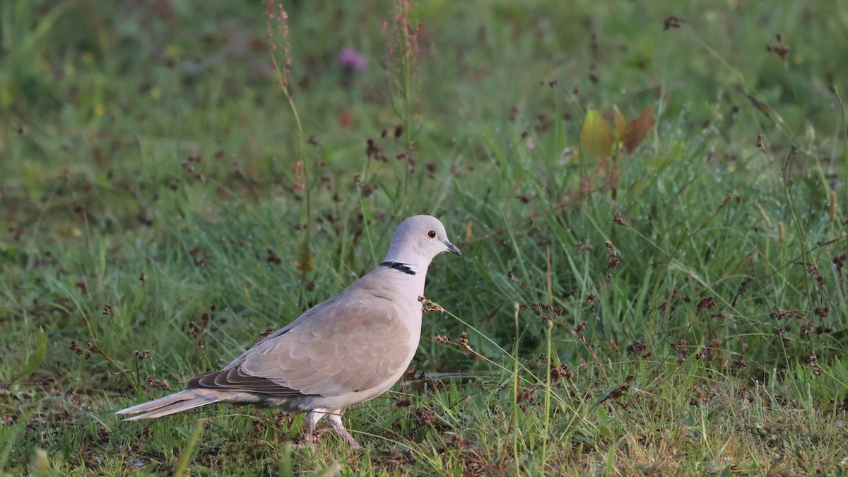 Eurasian Collared-Dove - Gert Meester