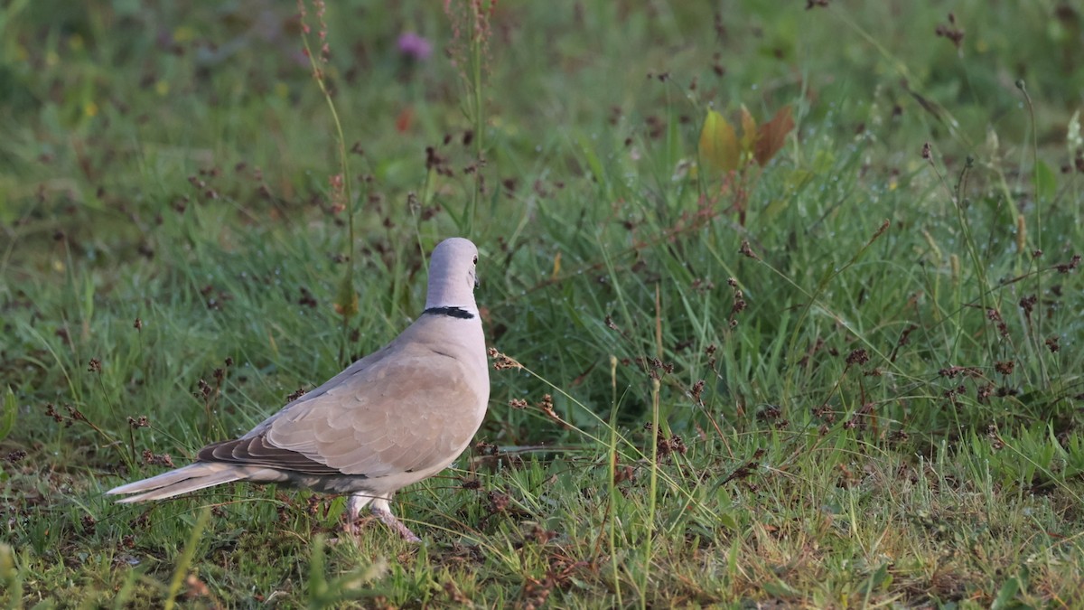 Eurasian Collared-Dove - Gert Meester