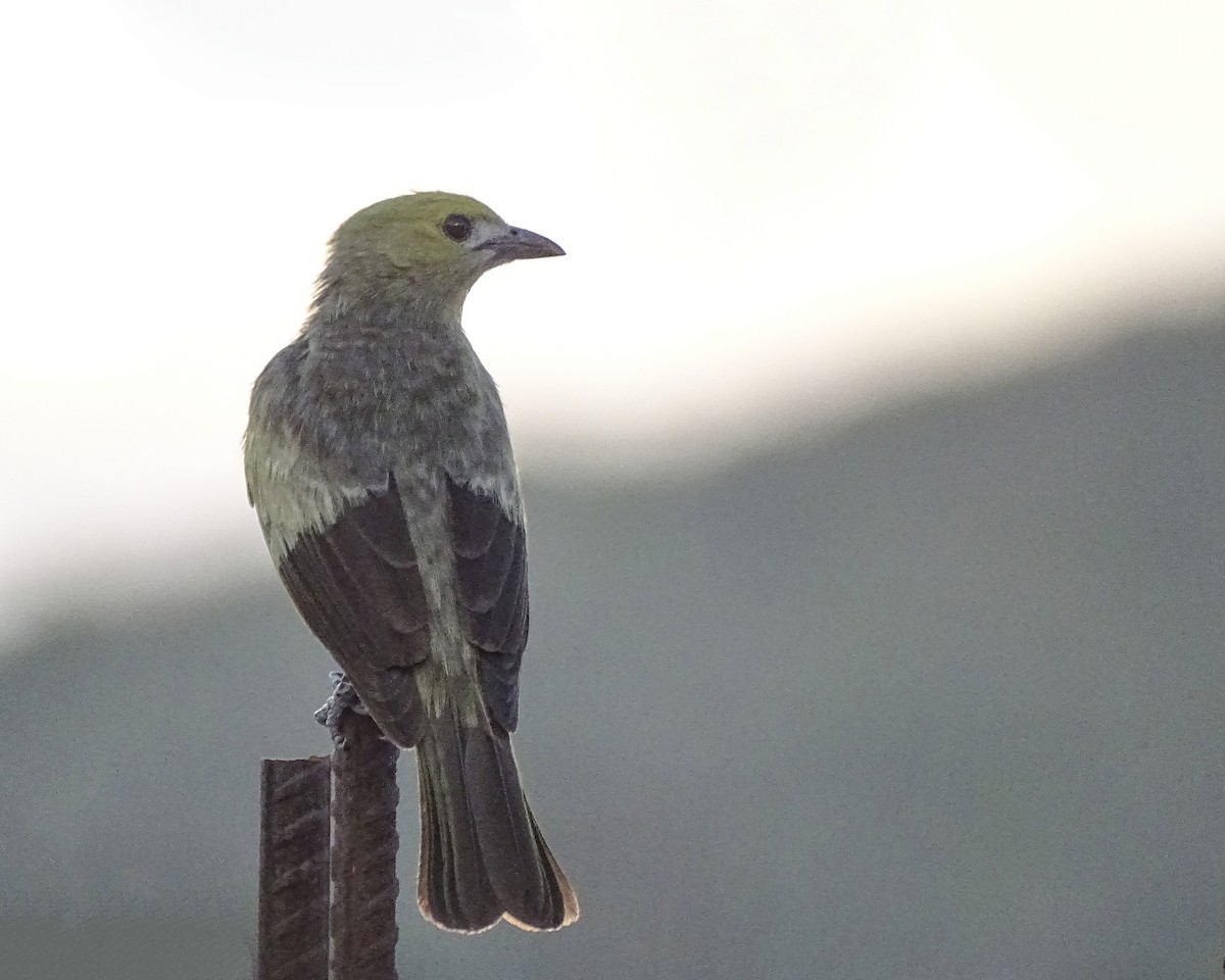 Palm Tanager - Daniel Pérez Peña