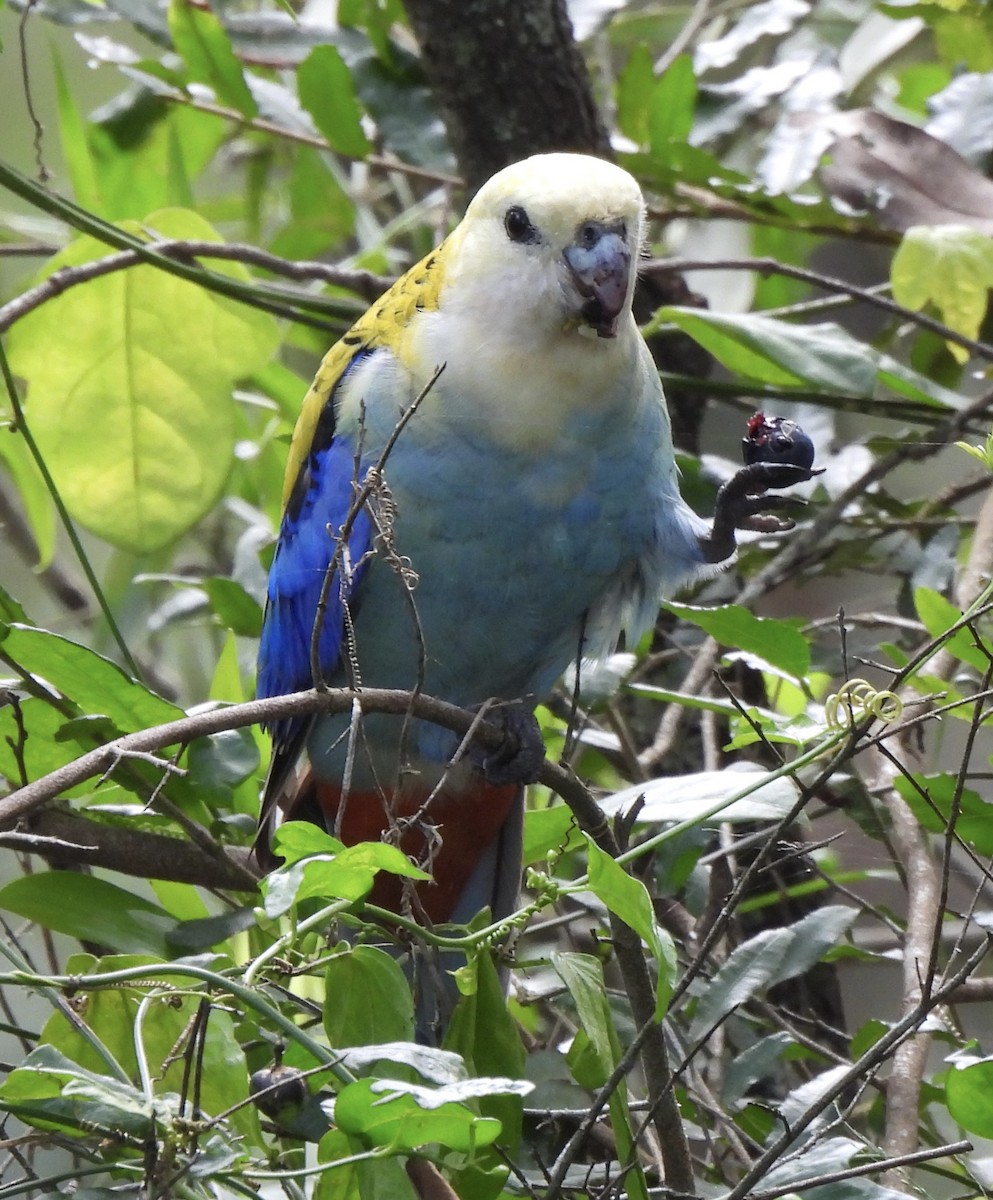 Pale-headed Rosella - ML619475848