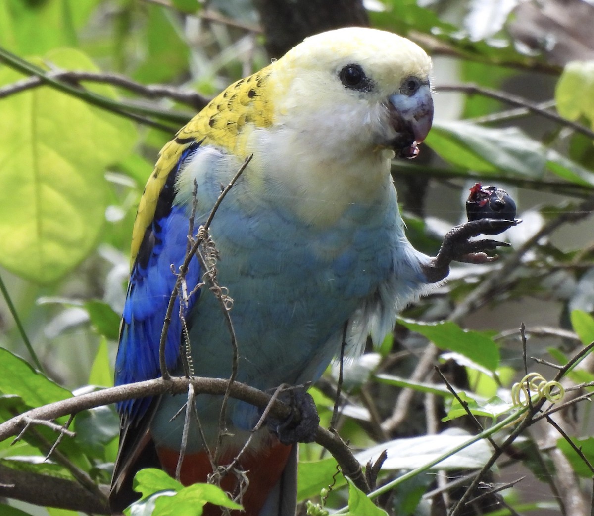 Pale-headed Rosella - ML619475853