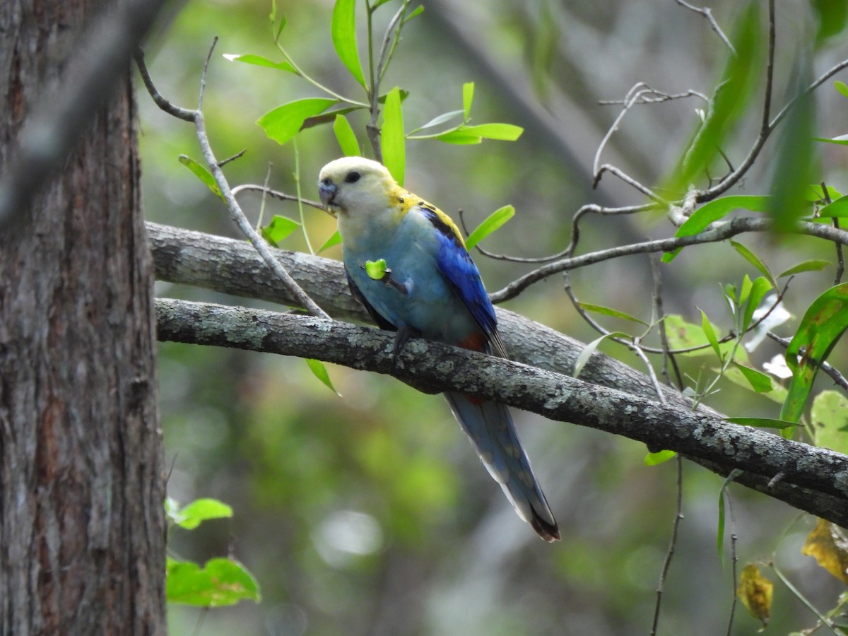 blårosella - ML619475854