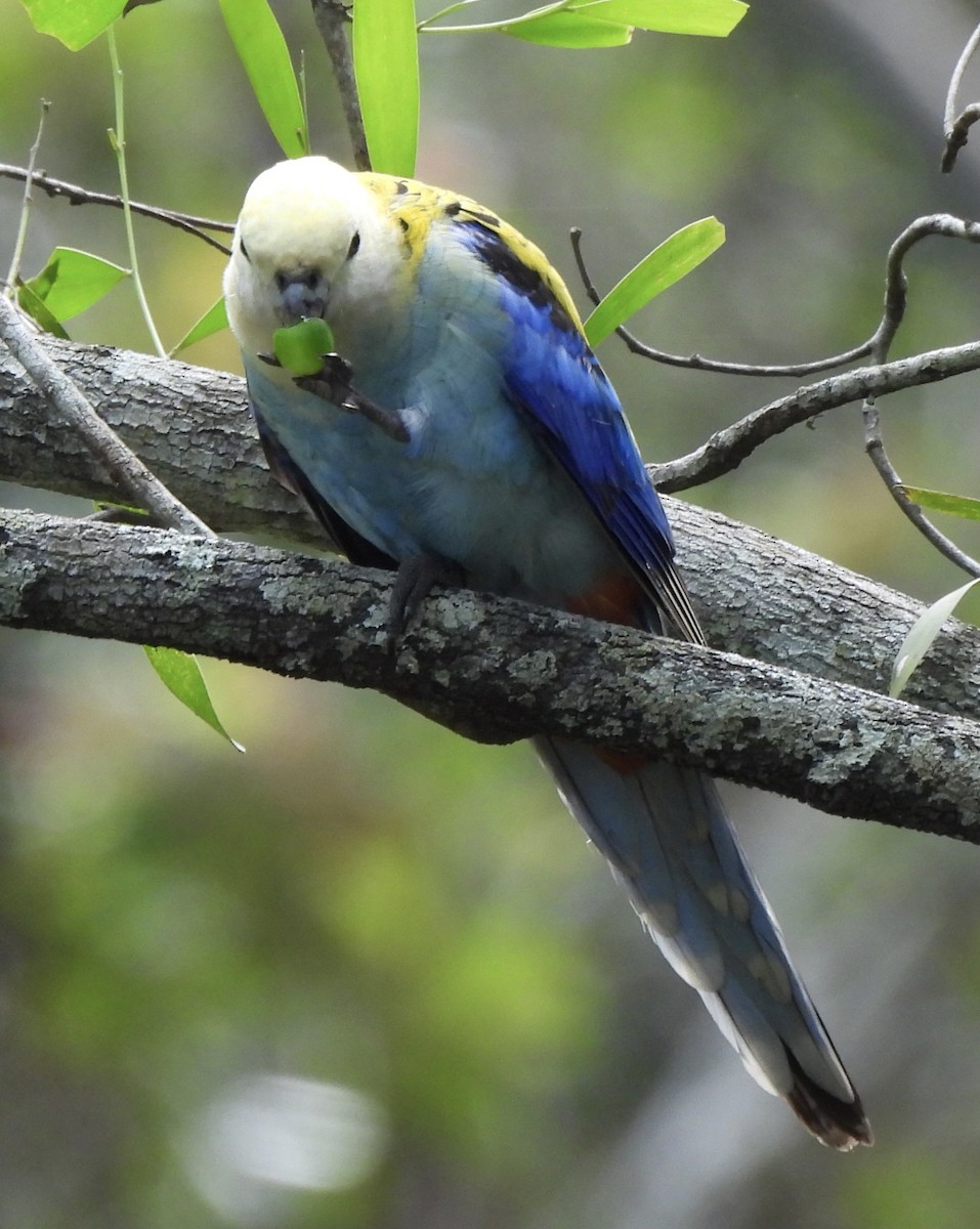 Pale-headed Rosella - ML619475855