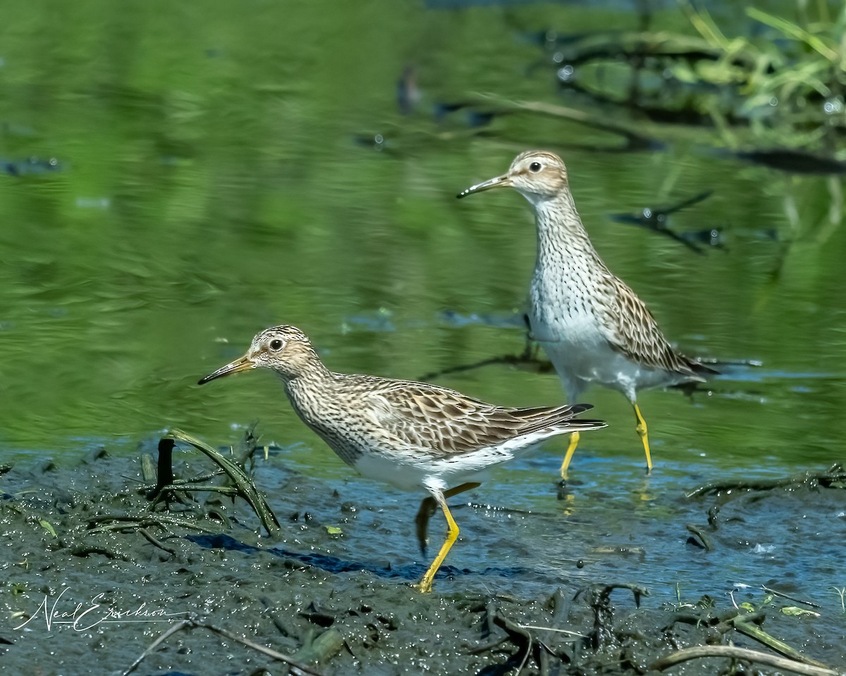 Pectoral Sandpiper - Neal Erickson