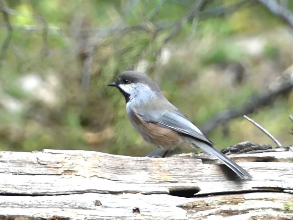 Boreal Chickadee - ML619475862