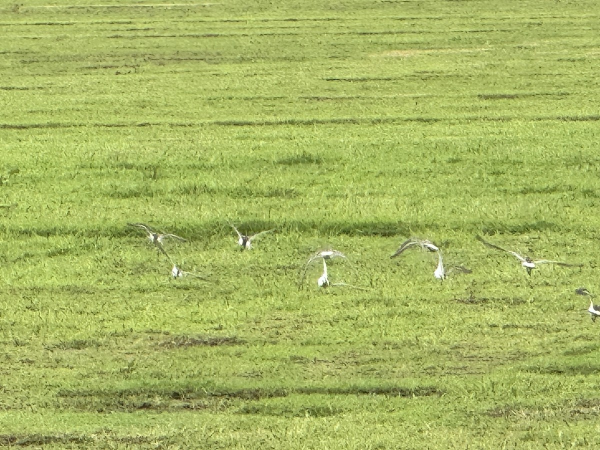 White-rumped Sandpiper - ML619475864