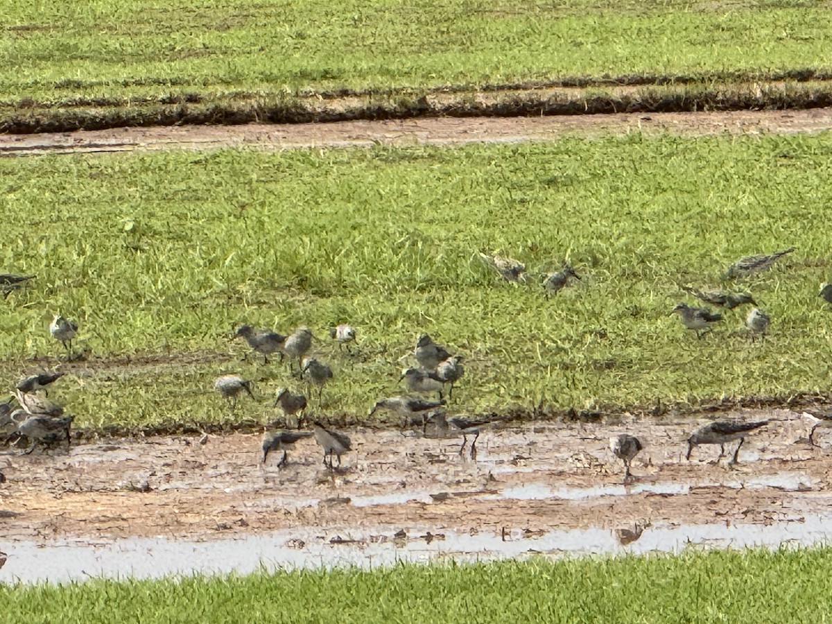 White-rumped Sandpiper - ML619475867