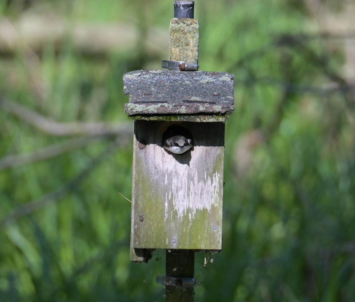 Tree Swallow - Nicolle and H-Boon Lee