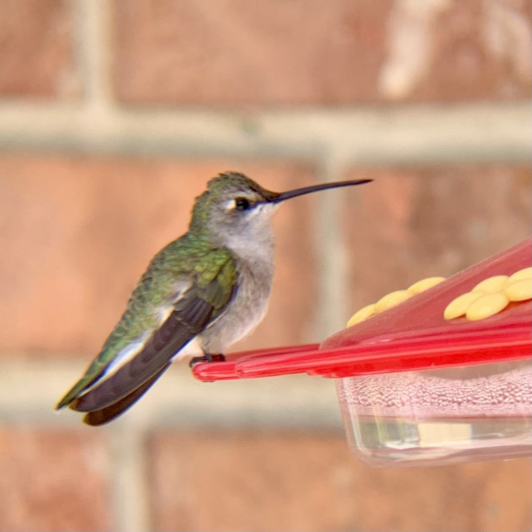 Black-chinned Hummingbird - Rob Kent de Grey