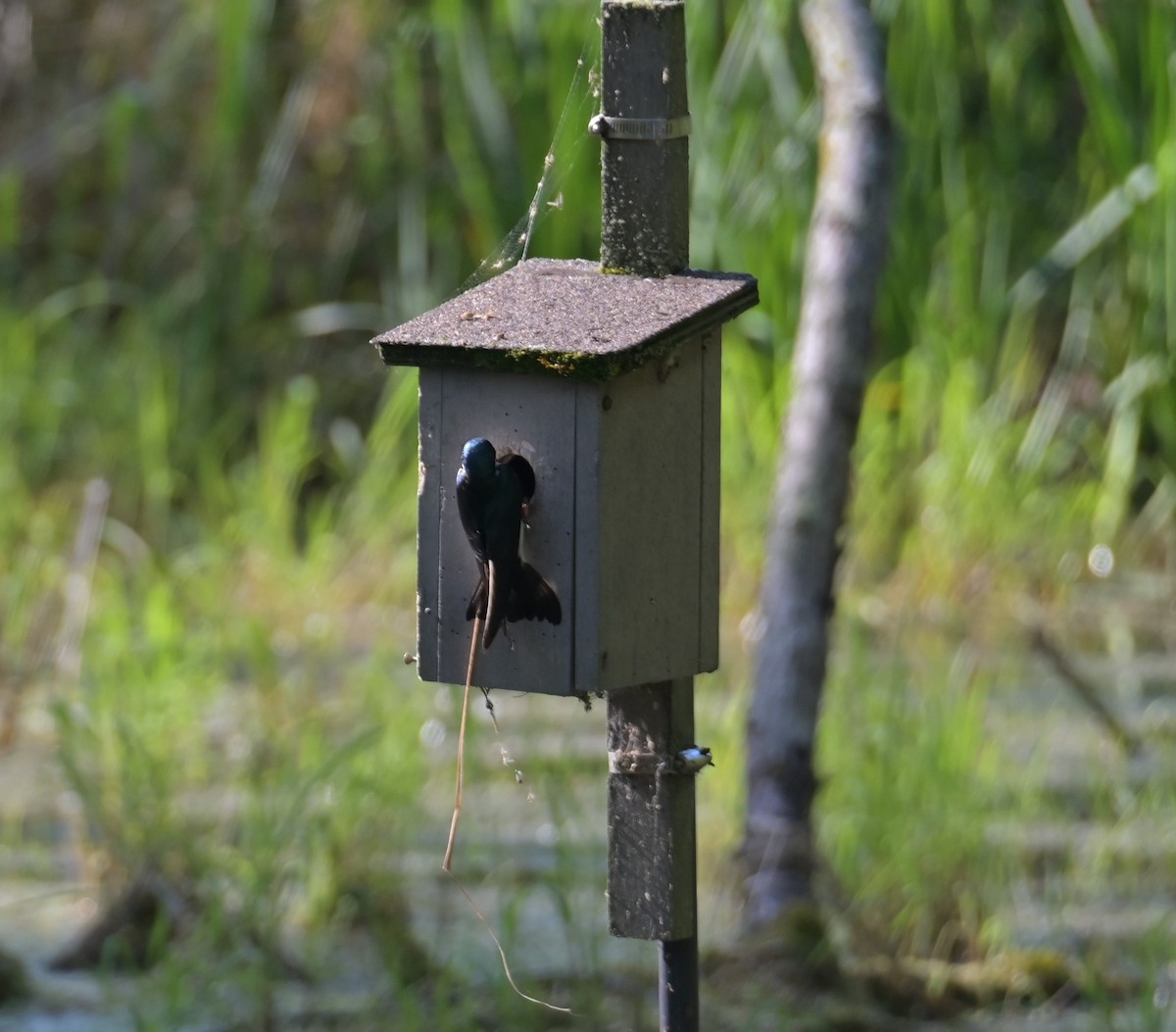 Tree Swallow - Nicolle and H-Boon Lee