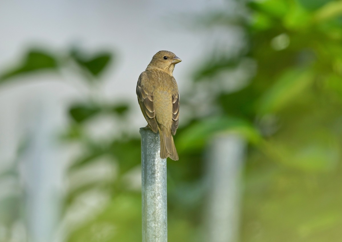 Common Rosefinch - 浙江 重要鸟讯汇整