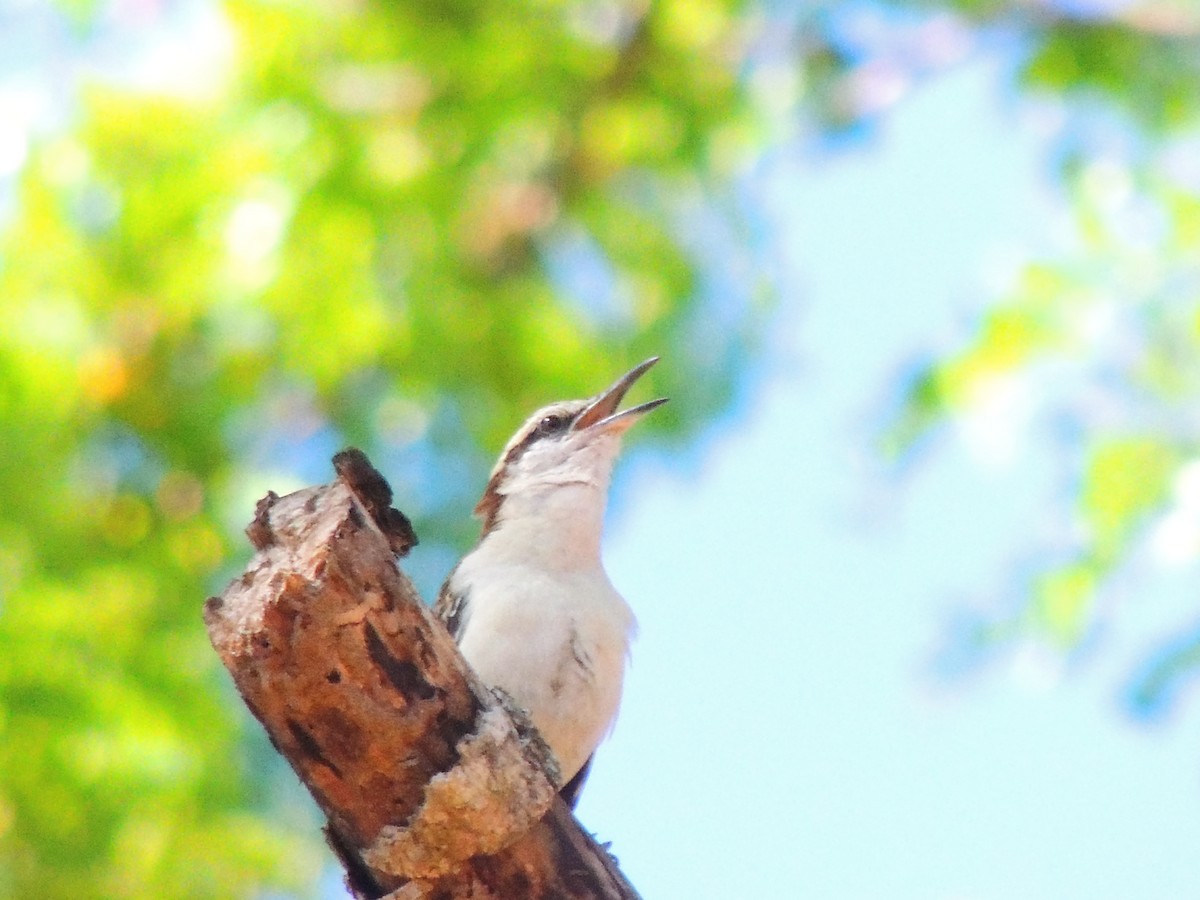 Rufous-naped Wren - Roger Lambert