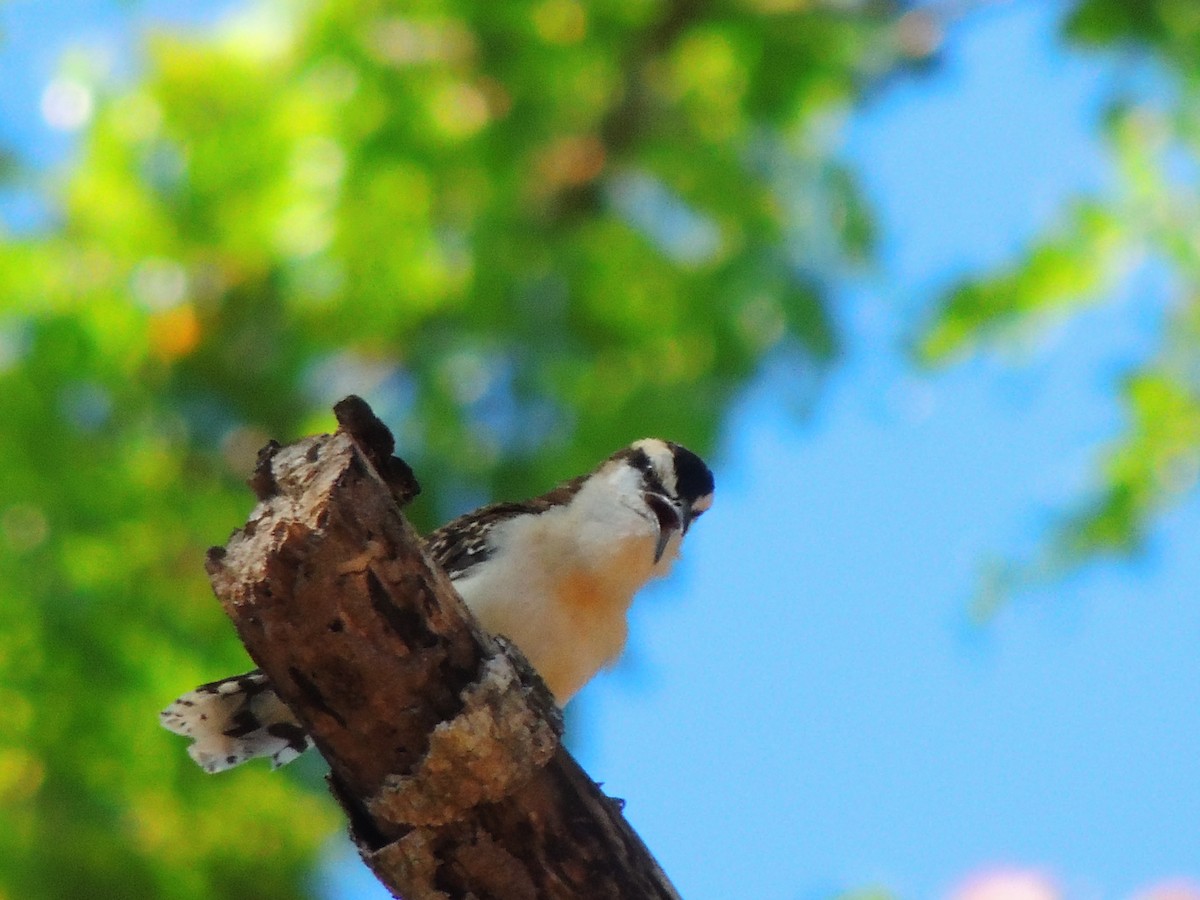 Rufous-naped Wren - ML619475889