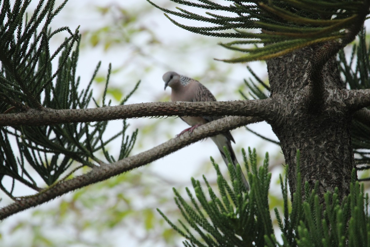 Spotted Dove - Rajender Kumar