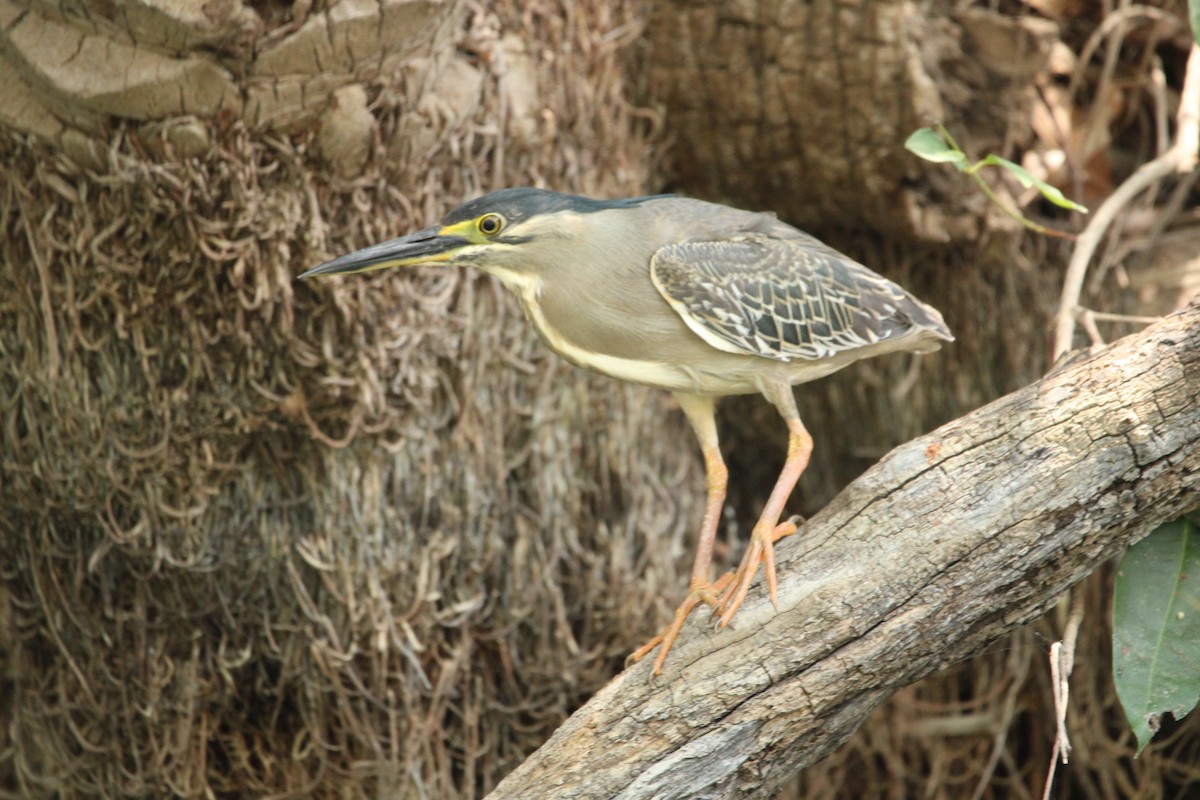 Striated Heron - Rajender Kumar