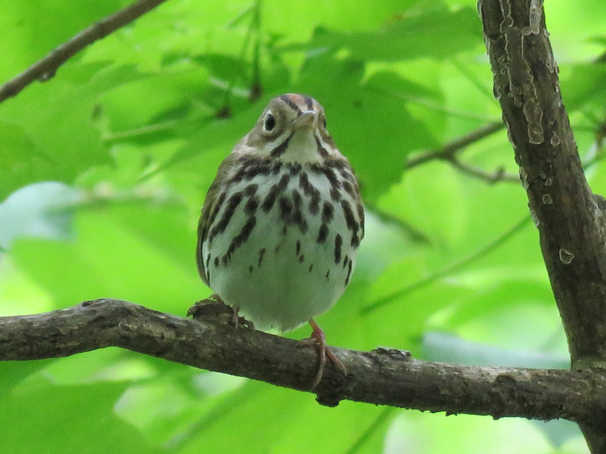 Ovenbird - ML619475903