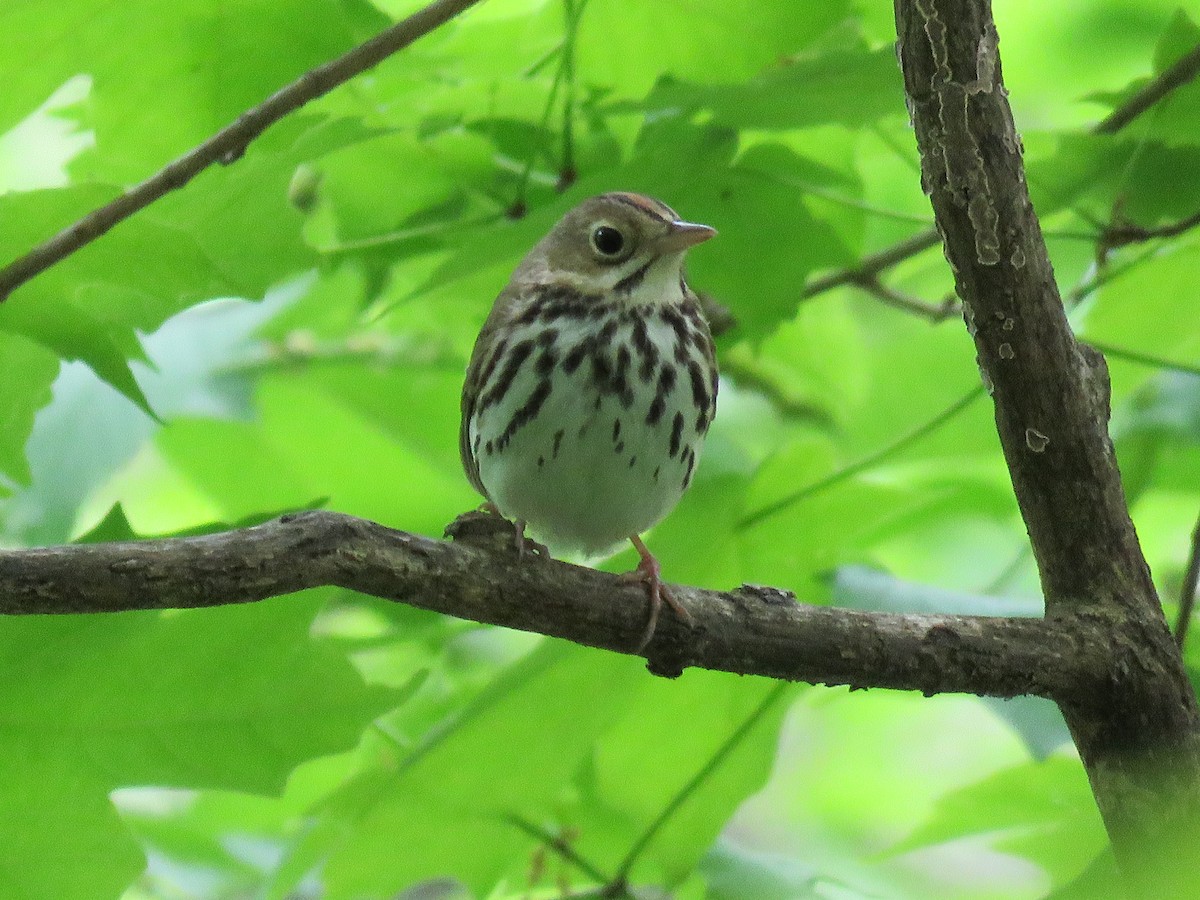 Ovenbird - ML619475905