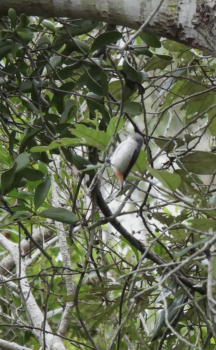 Mistletoebird - Maylene McLeod