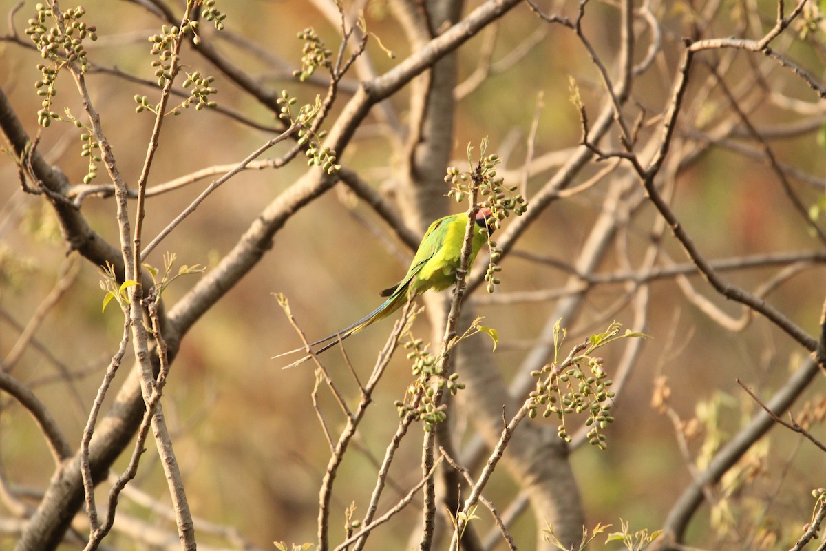 Plum-headed Parakeet - Rajender Kumar