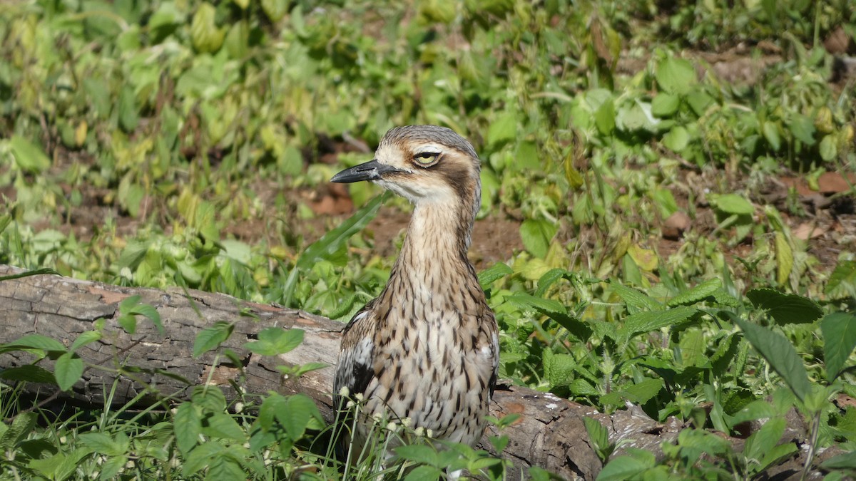 Bush Thick-knee - Morgan Pickering