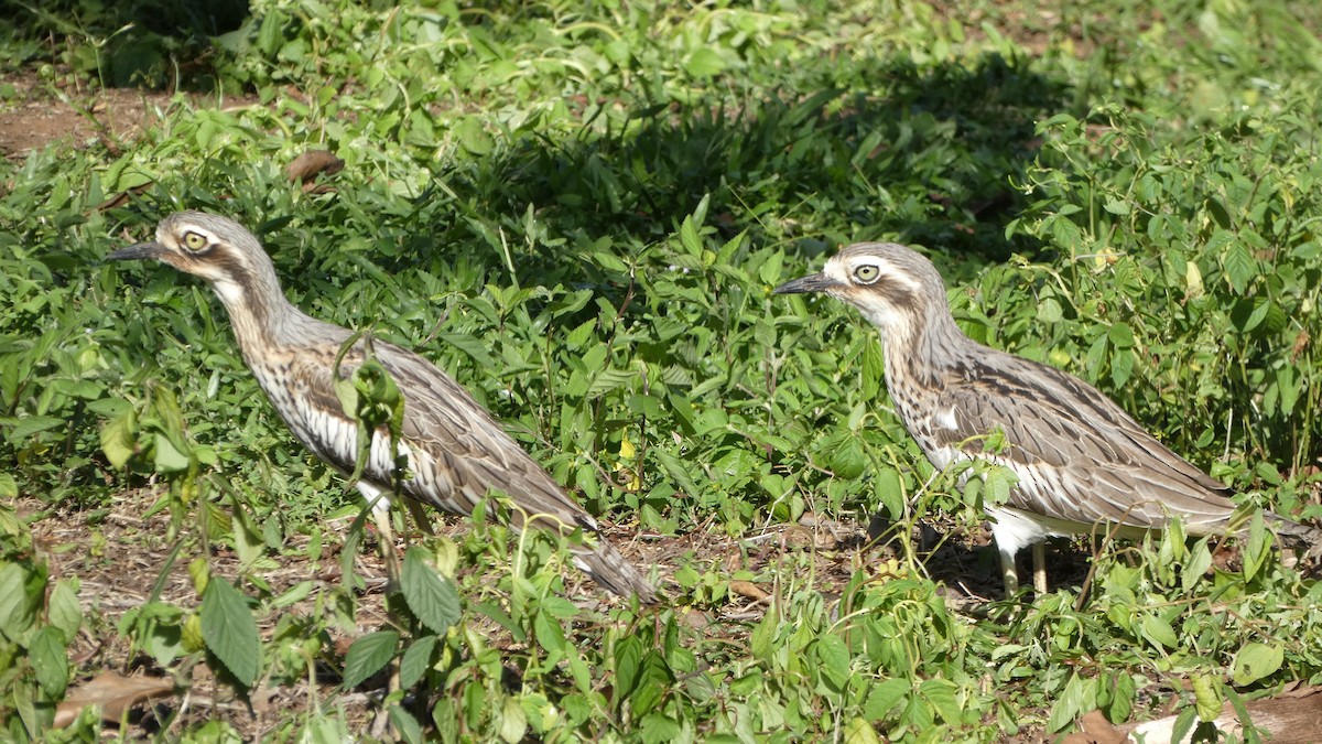 Bush Thick-knee - Morgan Pickering