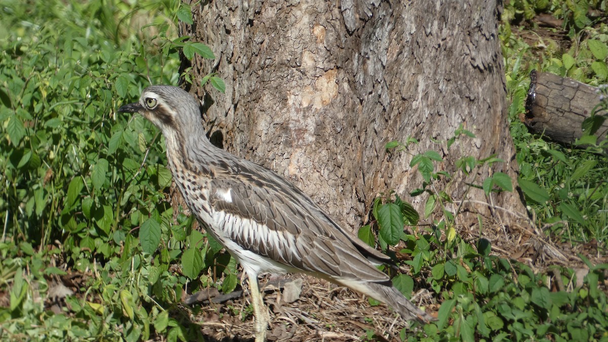 Bush Thick-knee - Morgan Pickering