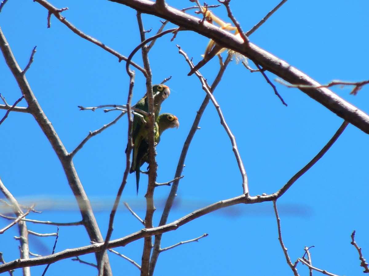 Orange-fronted Parakeet - Roger Lambert