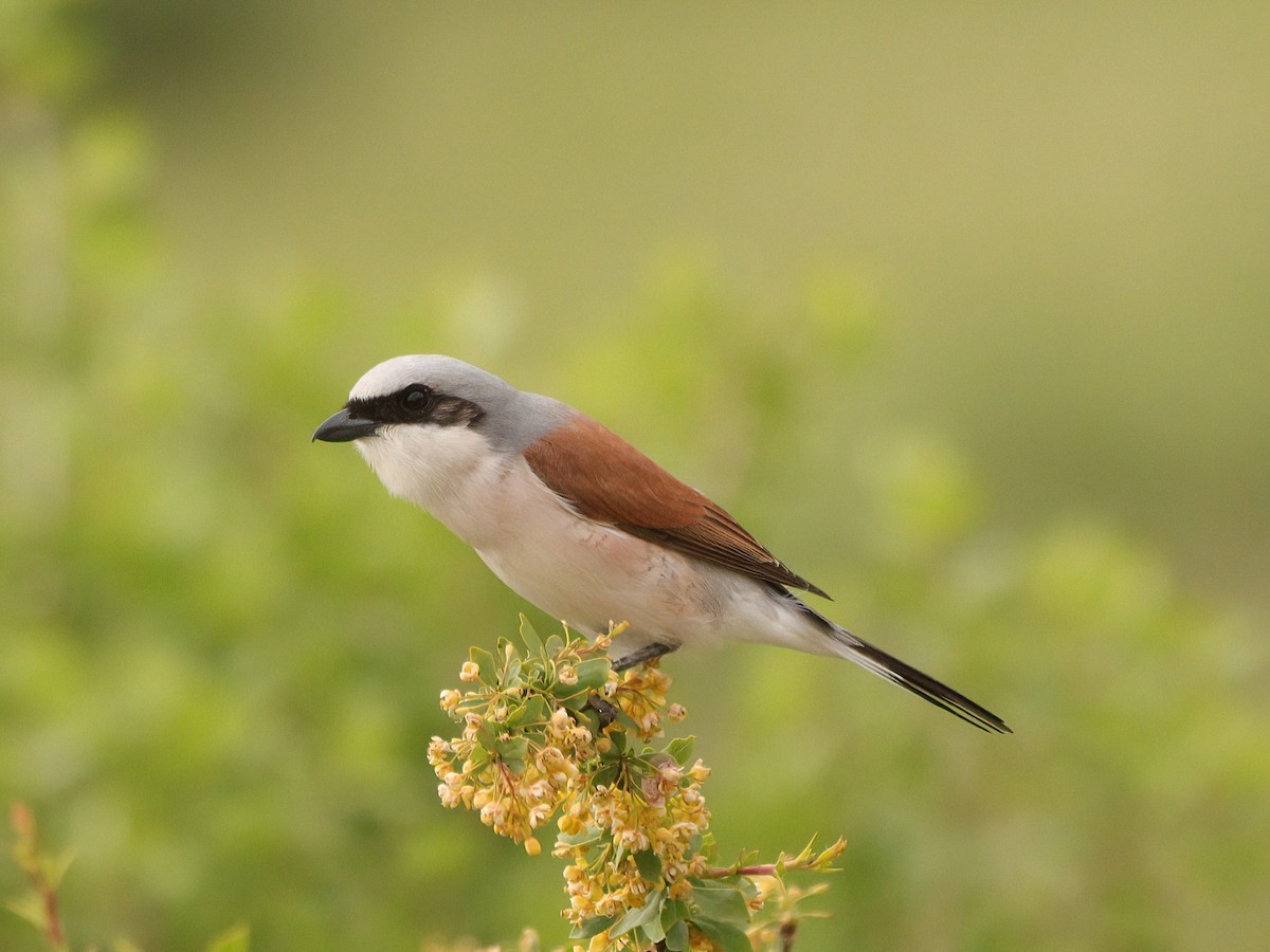 Red-backed Shrike - ML619475914