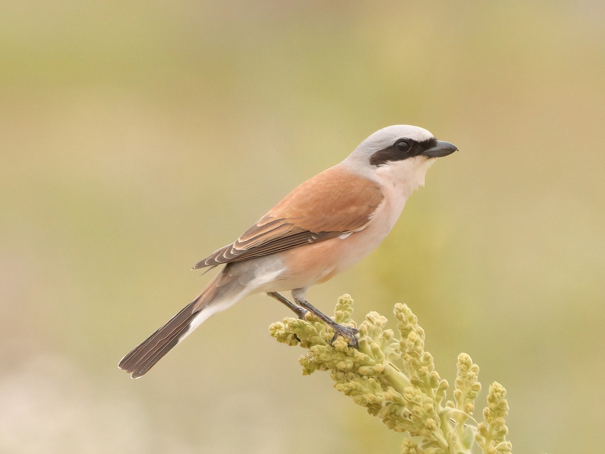 Red-backed Shrike - Andrew Pryce