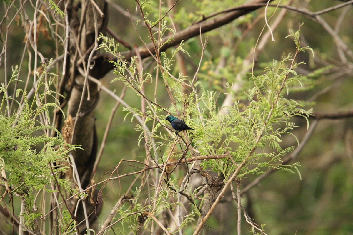 Purple Sunbird - Rajender Kumar