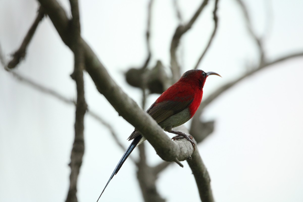 Crimson Sunbird - Rajender Kumar