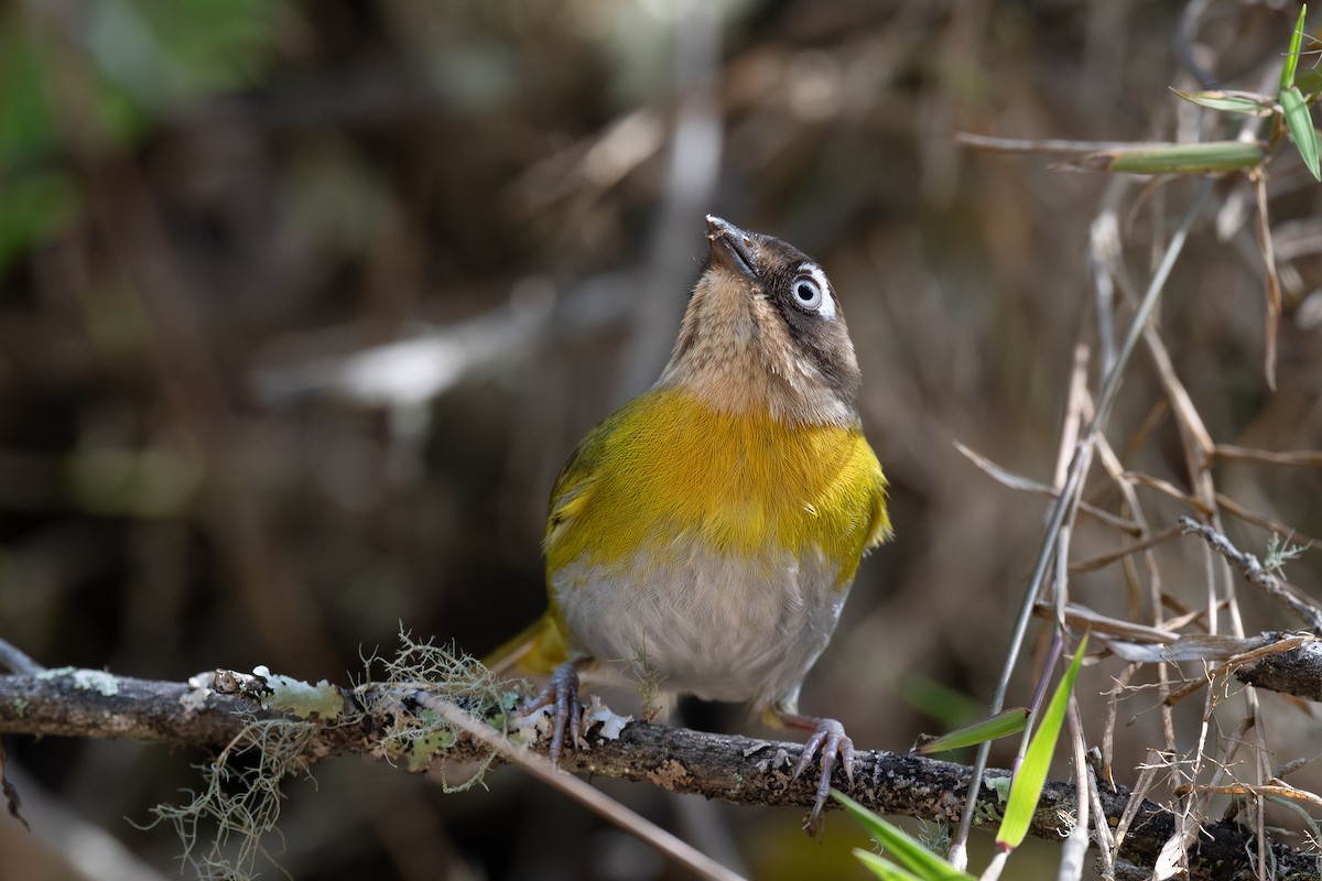 Common Chlorospingus - Steve Heinl