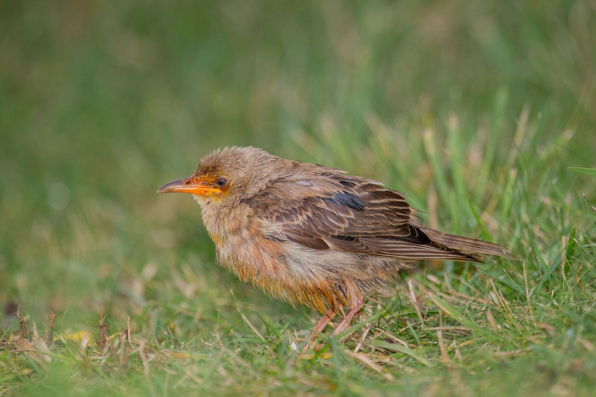Rosy Starling - Andreas Trepte