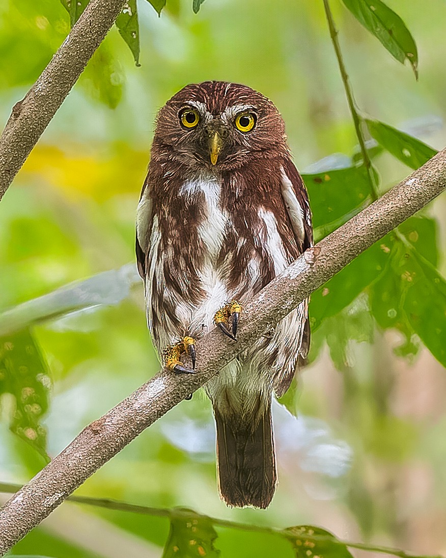 Ferruginous Pygmy-Owl - Gary Leavens