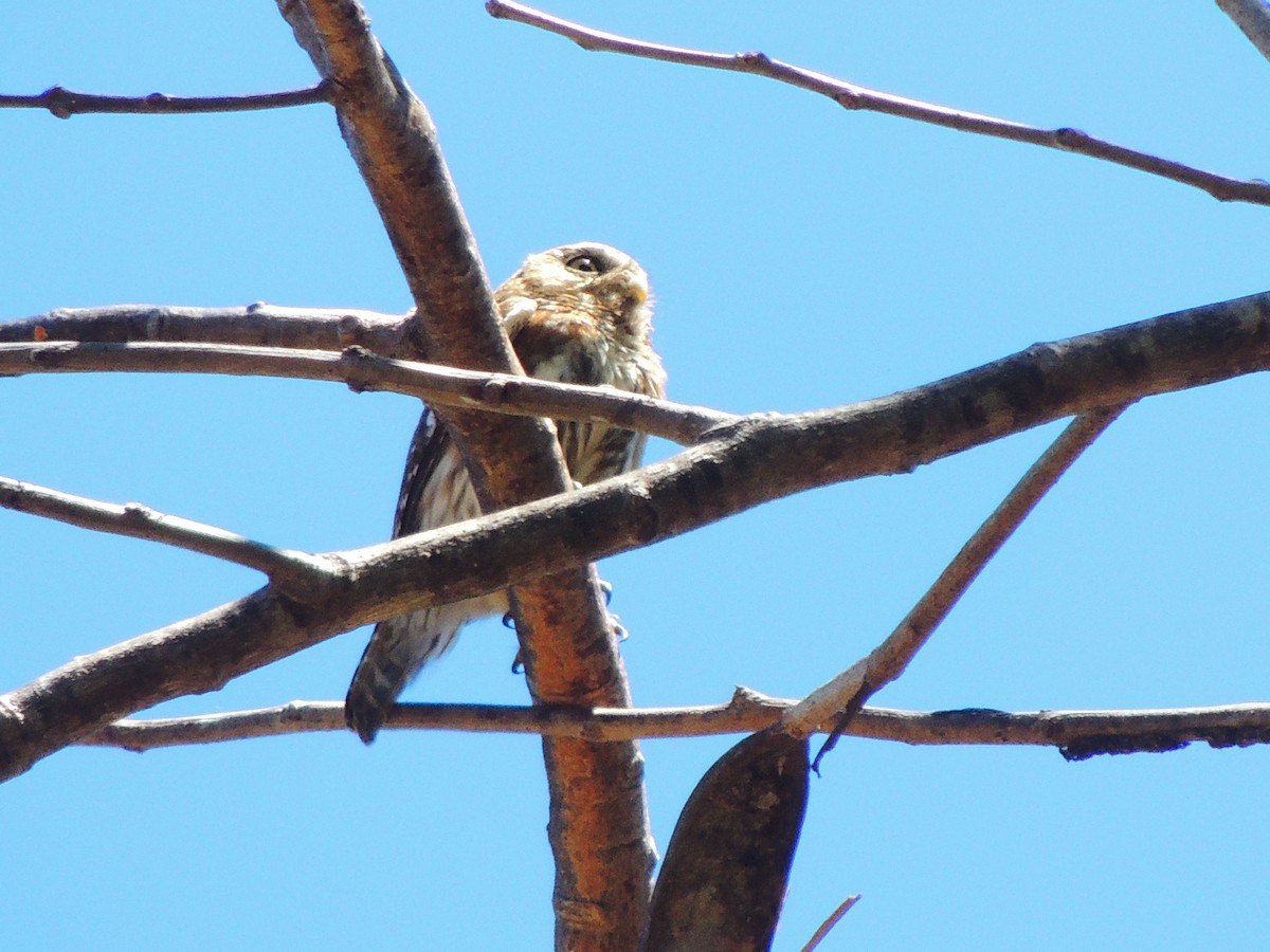 Ferruginous Pygmy-Owl - Roger Lambert