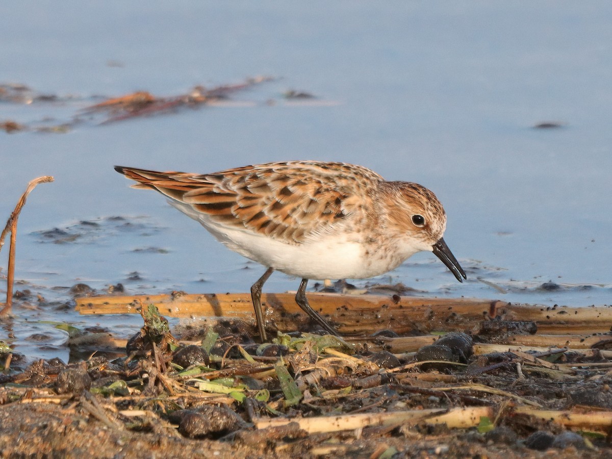 Little Stint - Andrew Pryce