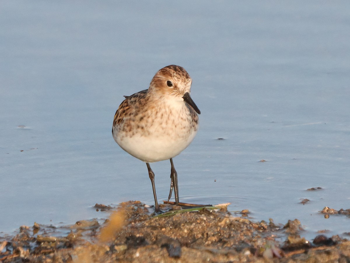 Little Stint - Andrew Pryce